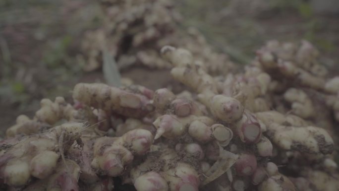 生姜种植采摘雨中贵州生姜采摘过程生姜园