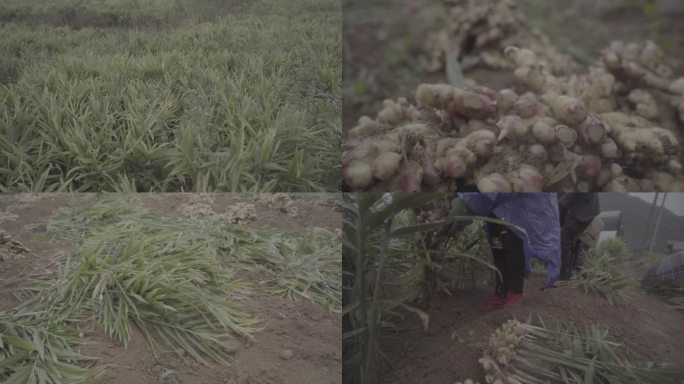 生姜种植采摘雨中贵州生姜采摘过程生姜园