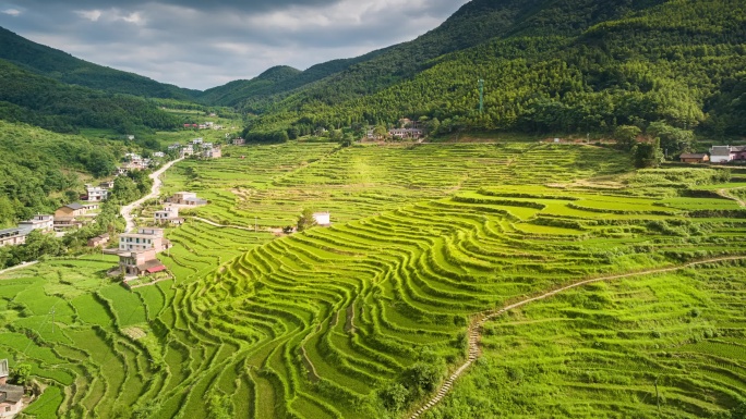 乡村振兴水稻梯田延时