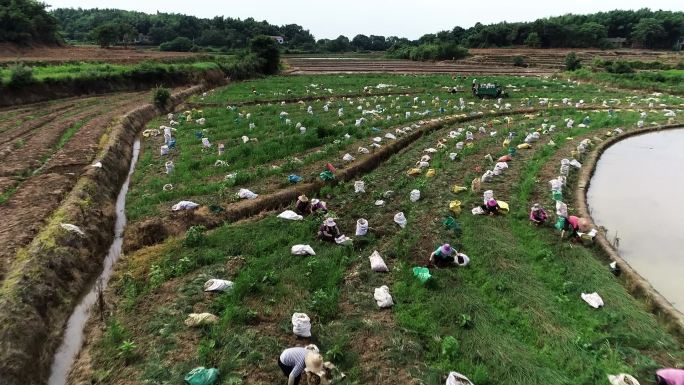 航拍常德津市藠果之乡万亩藠头种植基地4