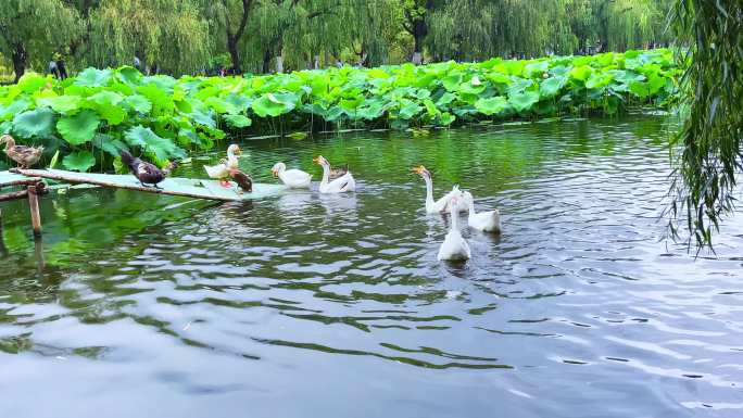 鸭子戏水的鸭子池塘家禽游水的鸭子