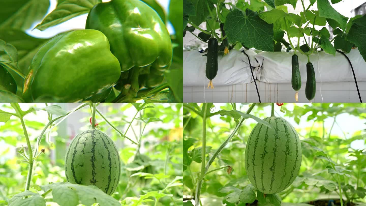 温室蔬菜-温室水果