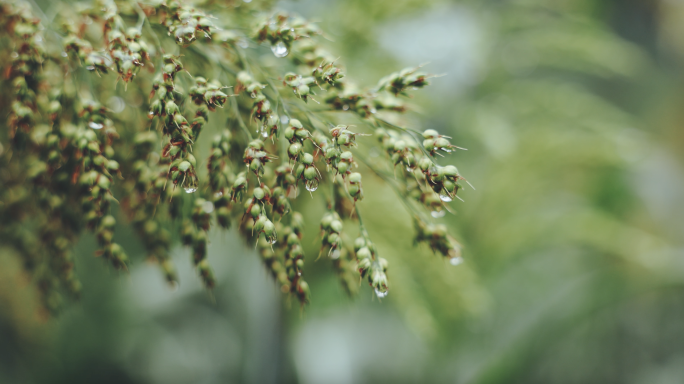 雨后高粱地水滴特写