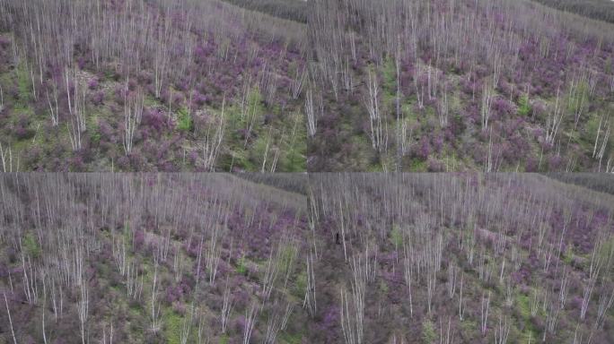 航拍大兴安岭漫山遍野的杜鹃花