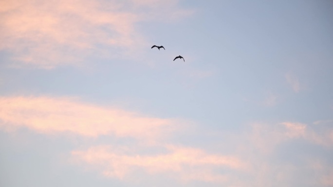 成群的鸟儿飞片尾日出日落