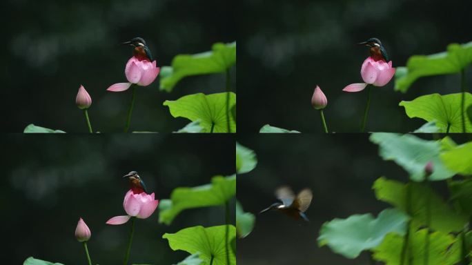 雨中翠鸟