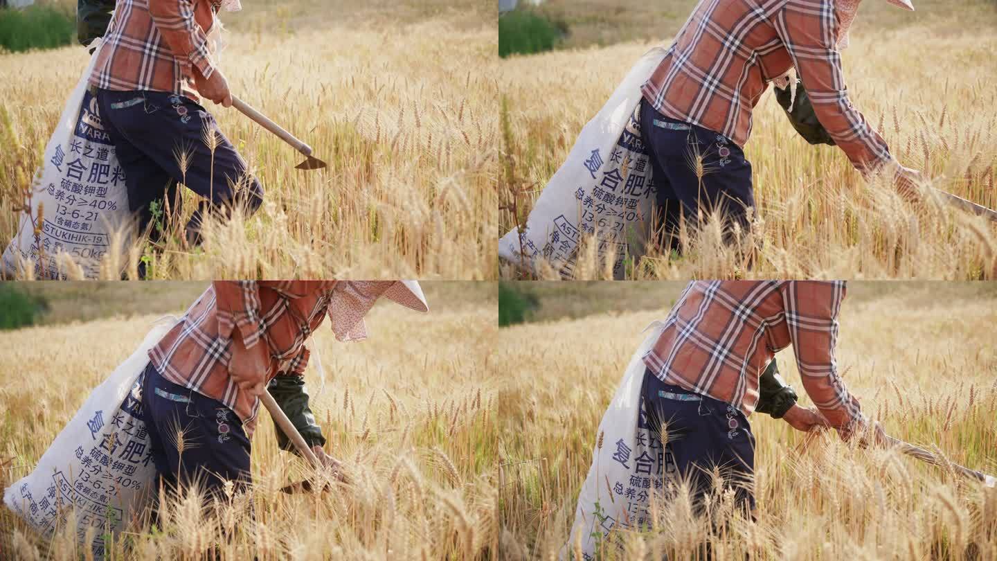 农妇在麦田割小麦
