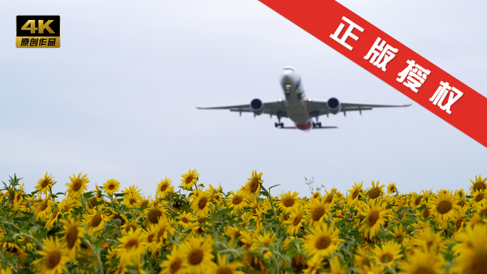 【4K合集】飞机飞过葵花田蜜蜂采蜜向日葵