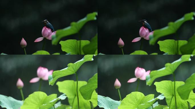 雨中荷花翠鸟的特写镜头，慢镜头