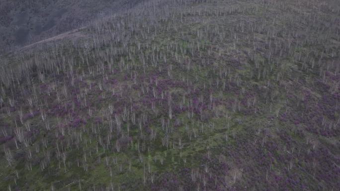 航拍大兴安岭漫山遍野的杜鹃花