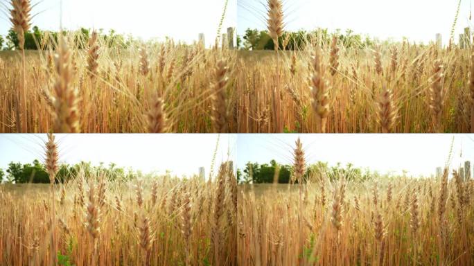 成熟的小麦