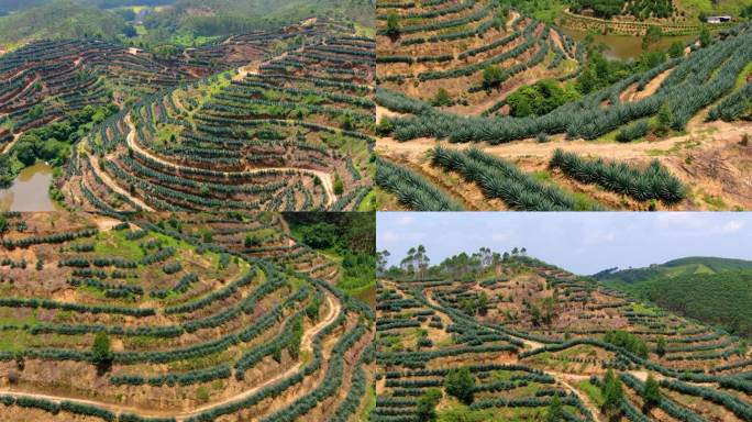 剑麻种植基地