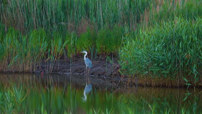 4K原创 辽河湿地内的候鸟-苍鹭