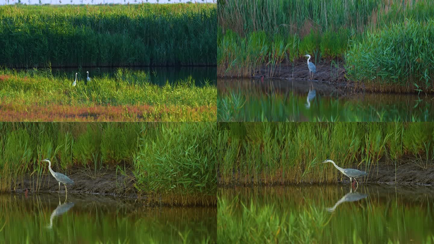 4K原创 辽河湿地内的候鸟-苍鹭