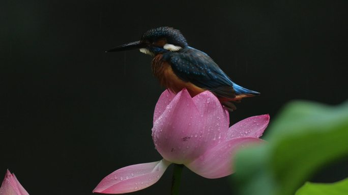 实拍雨中的翠鸟