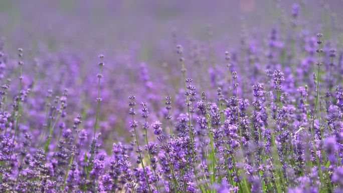 新疆伊犁霍城盛开的薰衣草 蜜蜂在花间飞舞