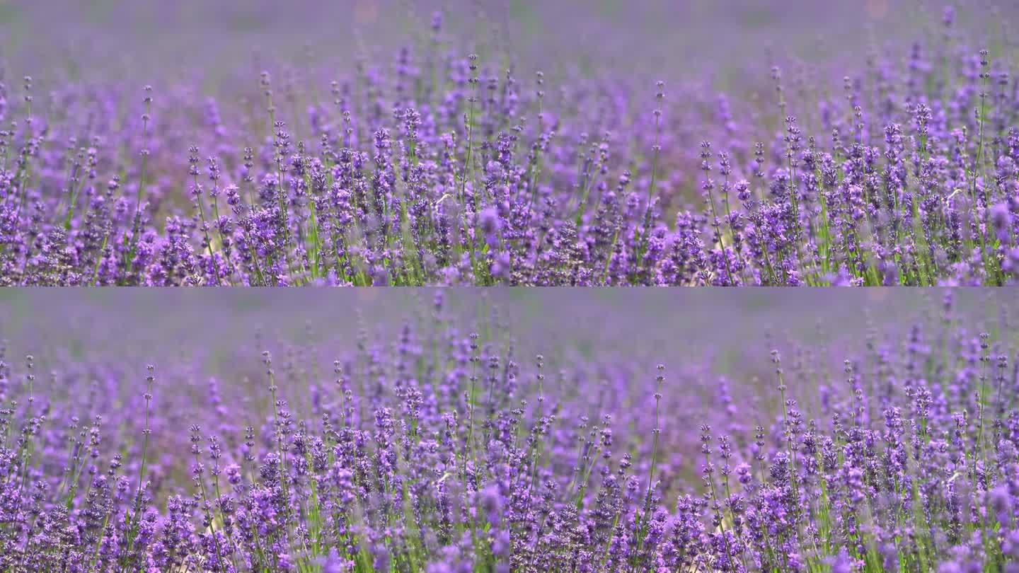 新疆伊犁霍城盛开的薰衣草 蜜蜂在花间飞舞