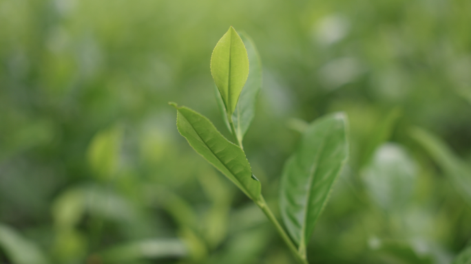 雨后茶园茶叶特写