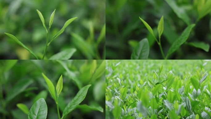 雨后茶园茶叶特写