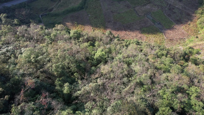 贵州茂兰自然风光森林航拍4K