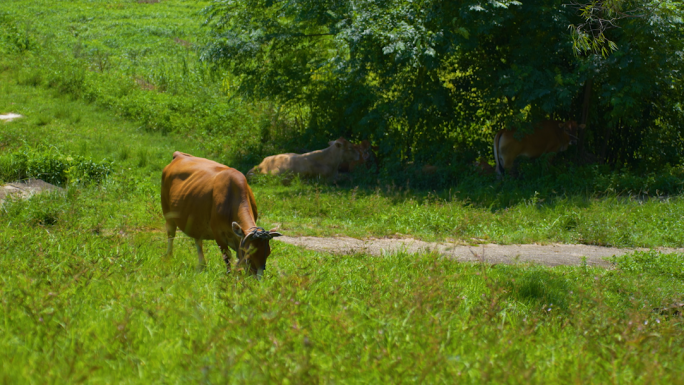 夏日午后黄牛在草坡上吃草