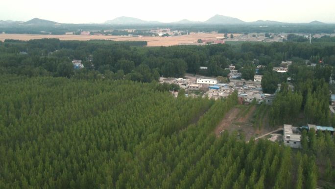 傍晚户外航拍河北村落旁植树造林场景