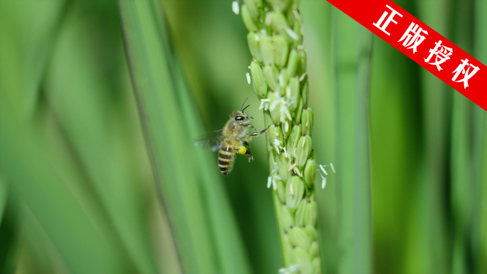 稻花香水稻授粉蜜蜂在稻花上采蜜