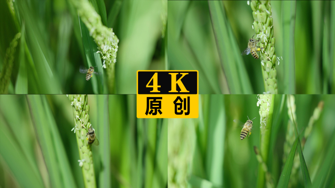 稻花香水稻授粉蜜蜂在稻花上采蜜
