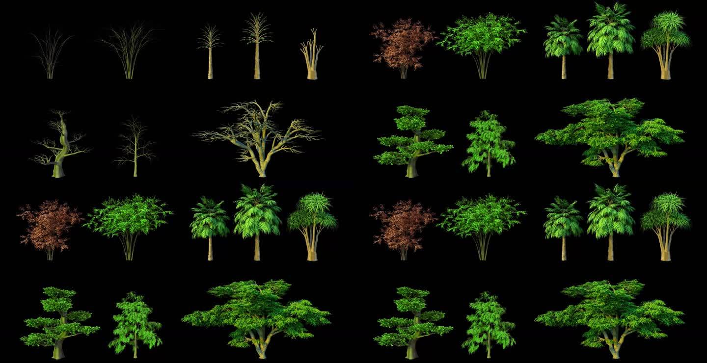 多种树生长