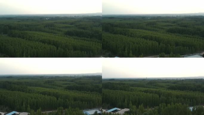 傍晚户外航拍河北村落旁植树造林场景
