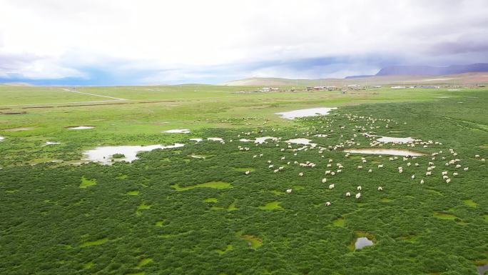 航拍羊群 高原生态高原 湿地高原 草原