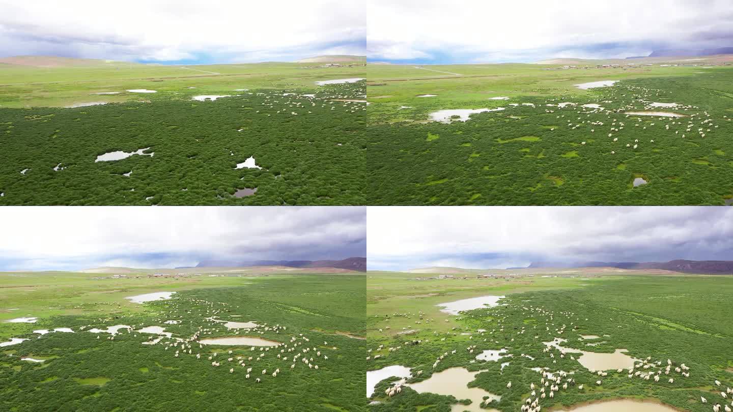 航拍羊群 高原生态高原 湿地高原 草原