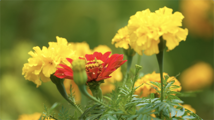 菊花金菊唯美菊花清新唯美春暖花开蜜蜂采蜜