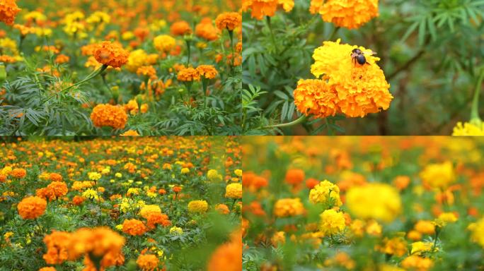 菊花金菊唯美菊花清新唯美春暖花开蜜蜂采蜜