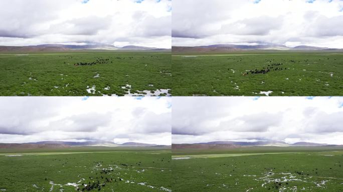 草场 牦牛湿地 牦牛蒙牛 西藏放牧