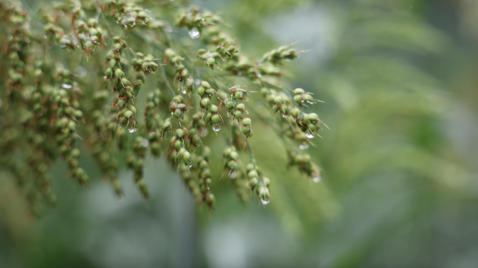 高粱雨滴特写