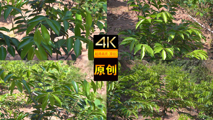 【4k】实拍沉香树和航拍沉香树