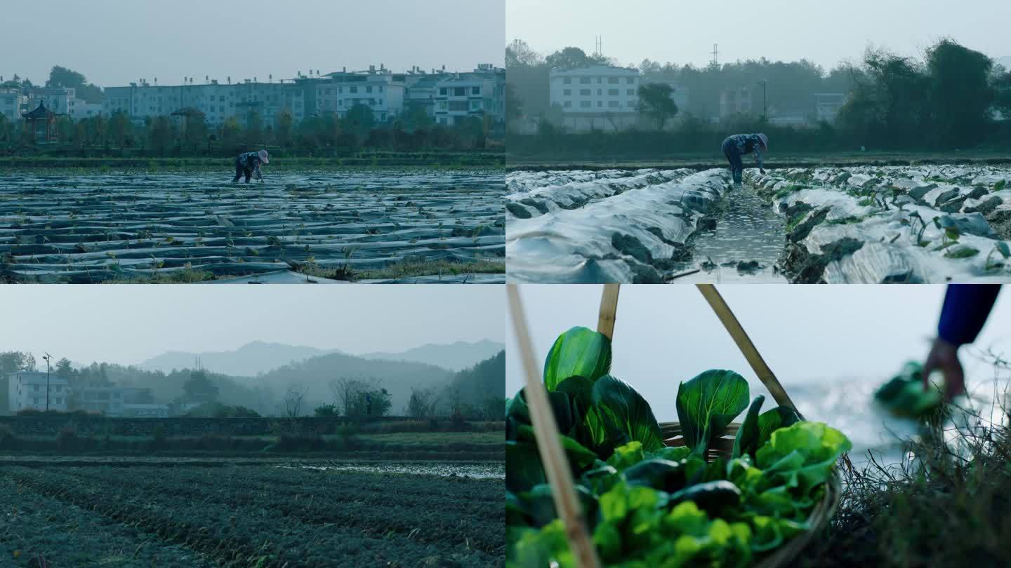 农村早晨干农活洗菜