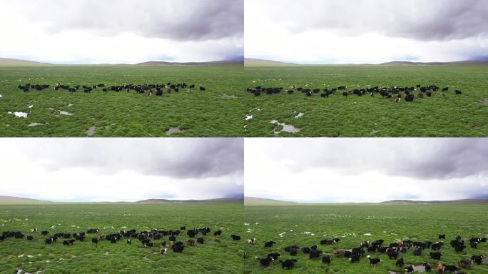 草原 草地 航拍牦牛 奔跑的牦牛