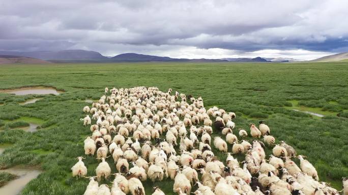 碧水蓝天 牛羊成群 大草原畜牧养殖 散养