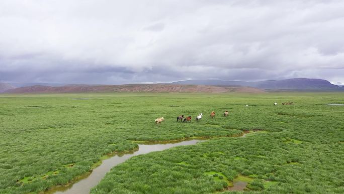 大气 震撼 草原骏马 视频 旅游 风景