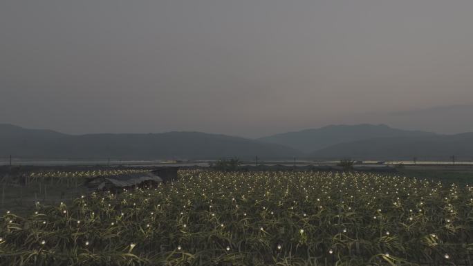 农田 夕阳 水田 水稻  航拍