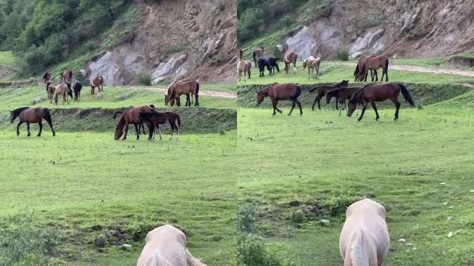 草原牧场上喝水的马儿和马群