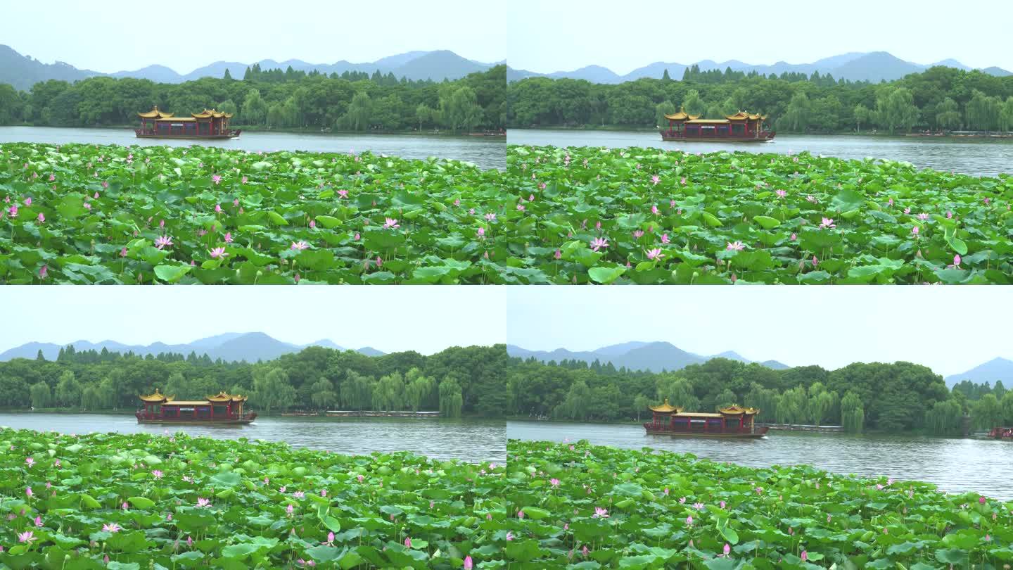 荷花盛开杭州西湖夏日游船实景