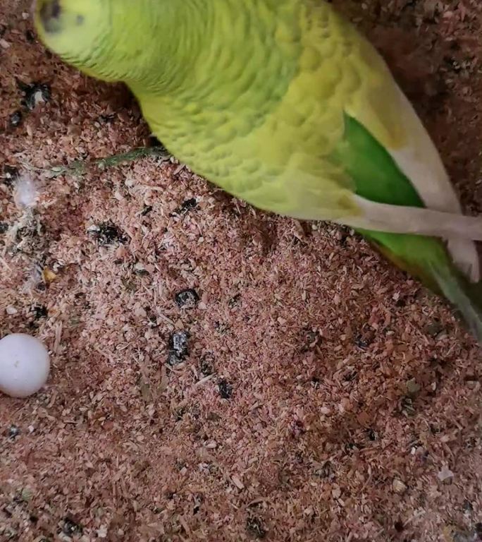 母鹦鹉繁殖下蛋-竖版抖音