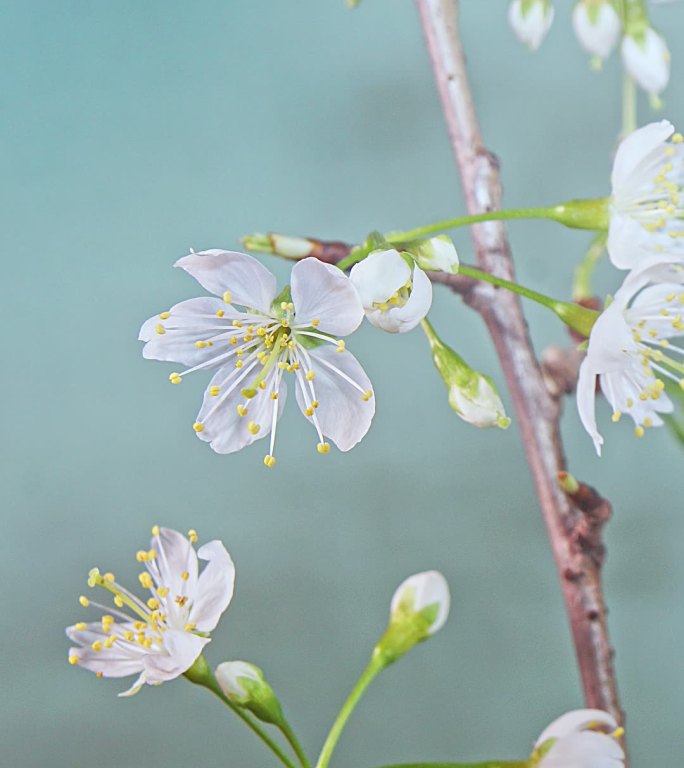 竖画幅樱桃花开花延时