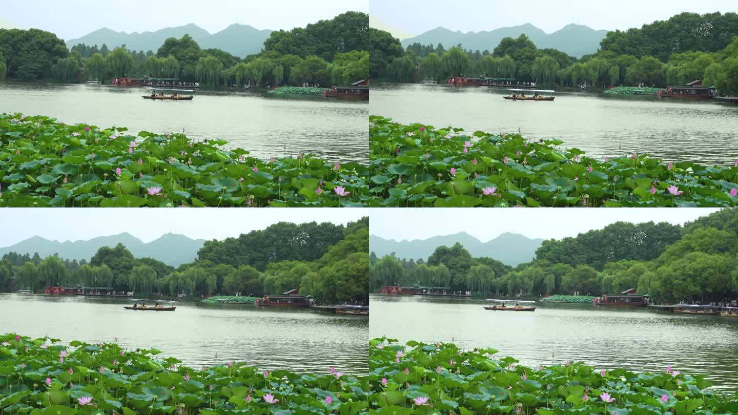 荷花盛开杭州西湖摇橹船实景