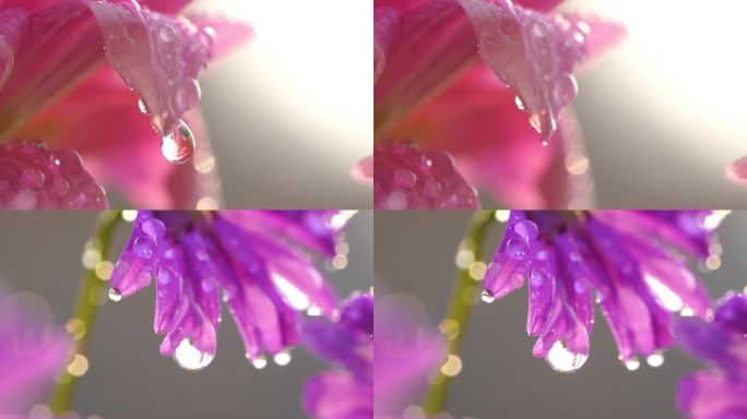 花瓣上的水滴