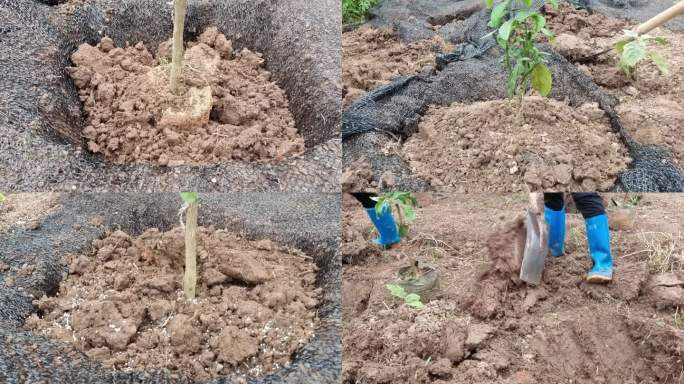植水果树种树植树节挖树坑挖土坑种树视频