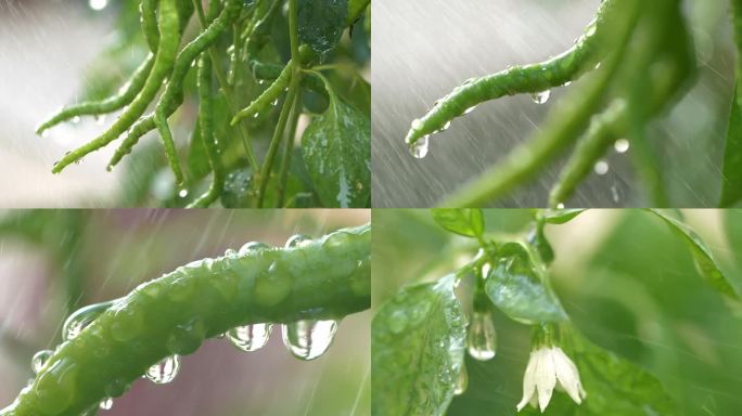 植物滴水